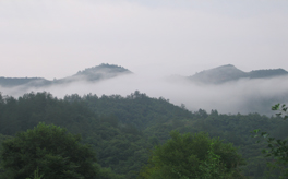 靈芝是什么？